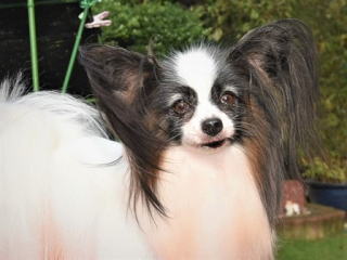 パピヨン専門ブリーダーハッピーベルドリームの天使達